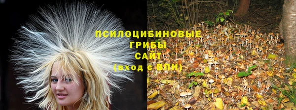 прущие грибы Вяземский